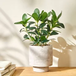 Plante artificielle en pot